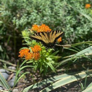 Meet your Posher, Angel